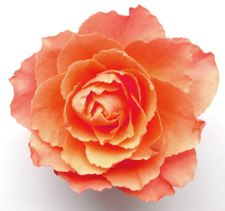 Free Stock Photo: Beauty in nature - a perfect orange rose in close up detail over a white background, symbolic of love