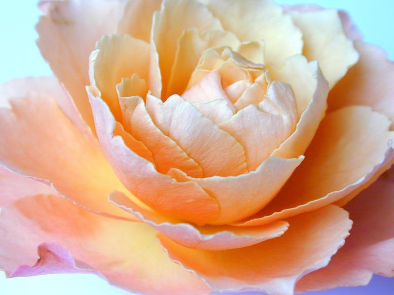 Free Stock Photo: Macro view of the center of an orange rose with its delicate petals, romantic background for Valentines Day or an anniversary