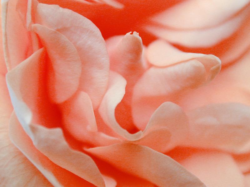 Free Stock Photo: Floral background texture of coral pink rose petals in a close up view for a romantic or nature themed concept