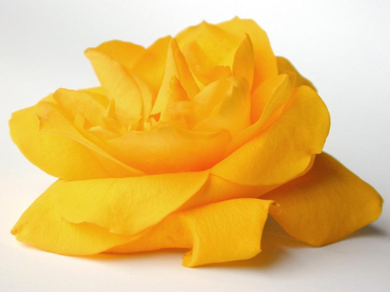Free Stock Photo: Close Up Profile of Bright Yellow Rose Bloom Cut and Featured on White Studio Background