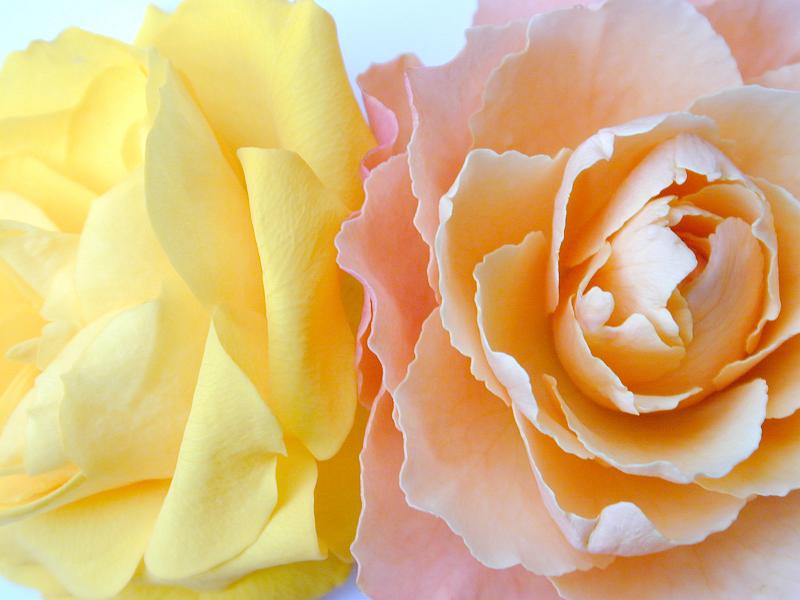 Free Stock Photo: Close up Two Fresh Attractive Yellow and Pink Rose Flowers on White Background, Emphasizing Beautiful Petals
