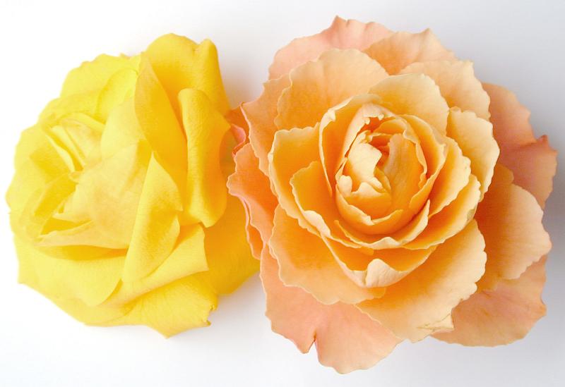 Free Stock Photo: Two perfect fresh colorful roses in yellow and orange on a white background viewed from above