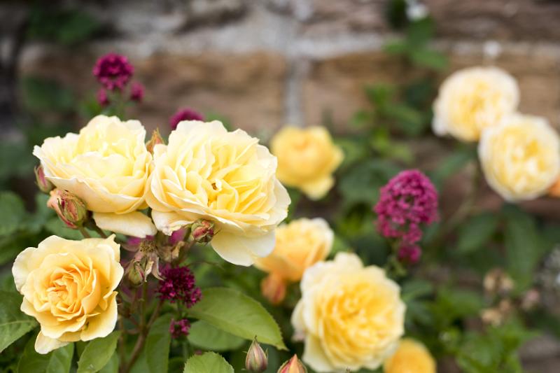 Free Stock Photo: Colorful yellow roses blooming on the bush in a summer garden in a close up view