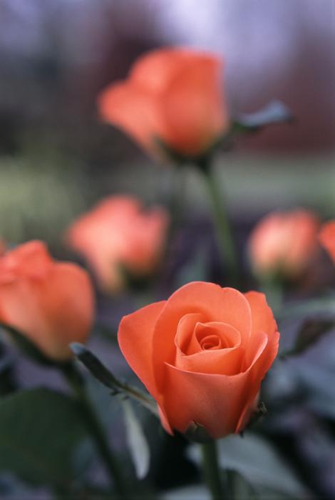 Free Stock Photo: Deep orange red roses growing on a bush outdoors in a garden with focus to a single fresh rose in the foreground and shallow def, suitable for a romantic greeting