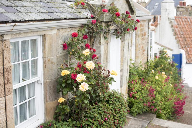 Free Stock Photo: Picturesque view of quaint village home with rose bush growing against the building