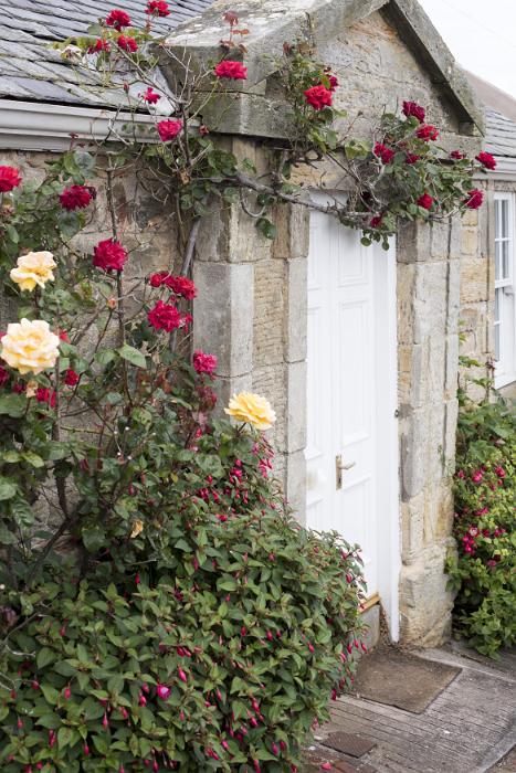 Free Stock Photo: Colorful deep red roses trailing around a closed white painted cottage door in a stone facade with yellow roses in a bed in the foreground