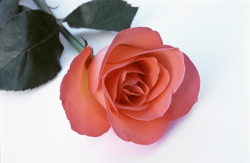 Free Stock Photo: Single long stemmed romantic red rose on white for a sweetheart or lover on Valentines Day or an anniversary