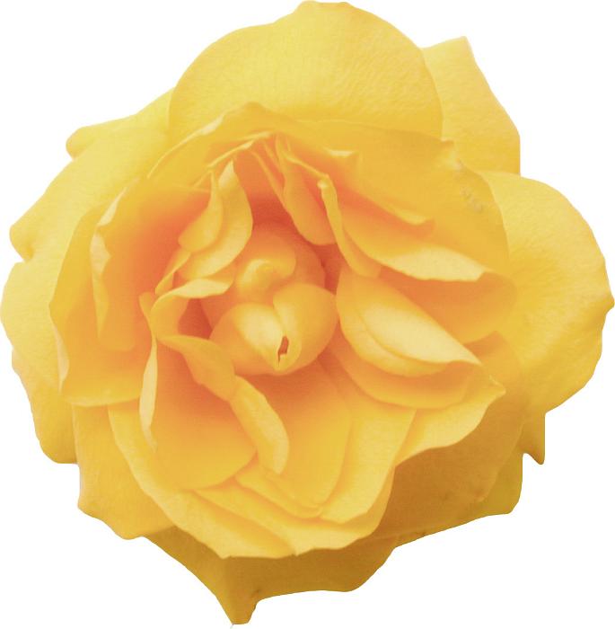 Free Stock Photo: Isolated fresh yellow rose viewed from above on a white background for nature, floral or romantic themes