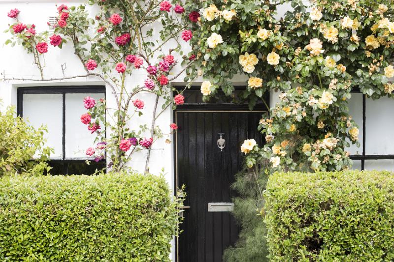 Free Stock Photo: Cottage door with trailing red and yellow roses forming a decorative arch over the wall viewed between two neat trimmed hedges