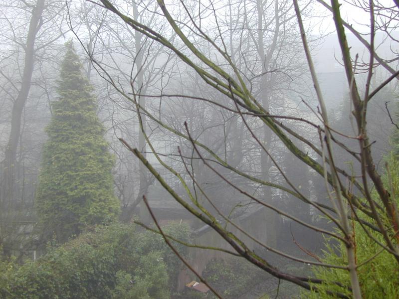 Free Stock Photo: Foggy winter garden with bare leafless branches of deciduous trees and evergreen cypresses in the ethereal mist