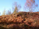 autumnbraken02962.jpg (434378 bytes)