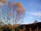 autumntrees02977.jpg (539829 bytes)