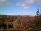 autumntrees02978.jpg (330593 bytes)
