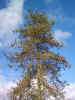 nature00776.jpg (306480 bytes)