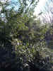 nature00781.jpg (648080 bytes)