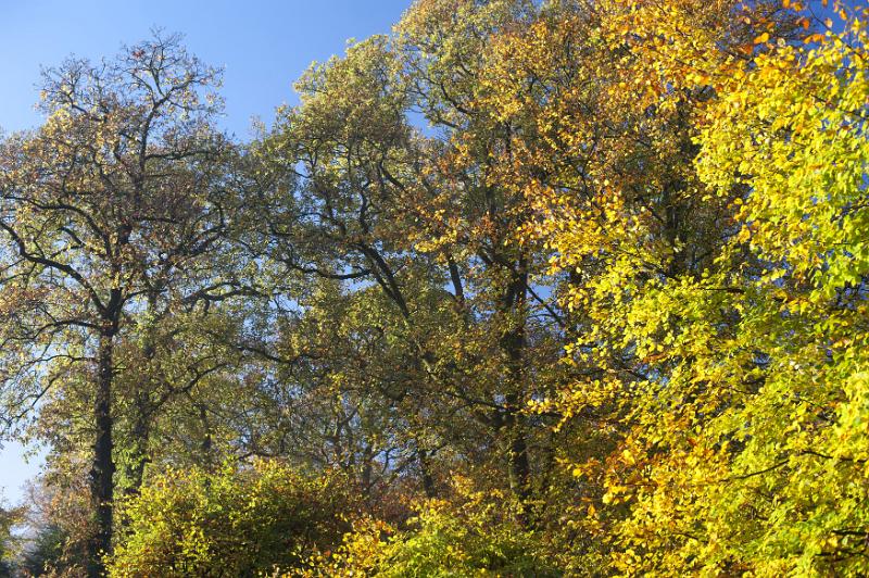 Free Stock Photo: Colorful autumn or fall foliage with the leaves on the trees in woodland turning a vivid yellow with the changing of the seasons, against a clear sunny blue sky