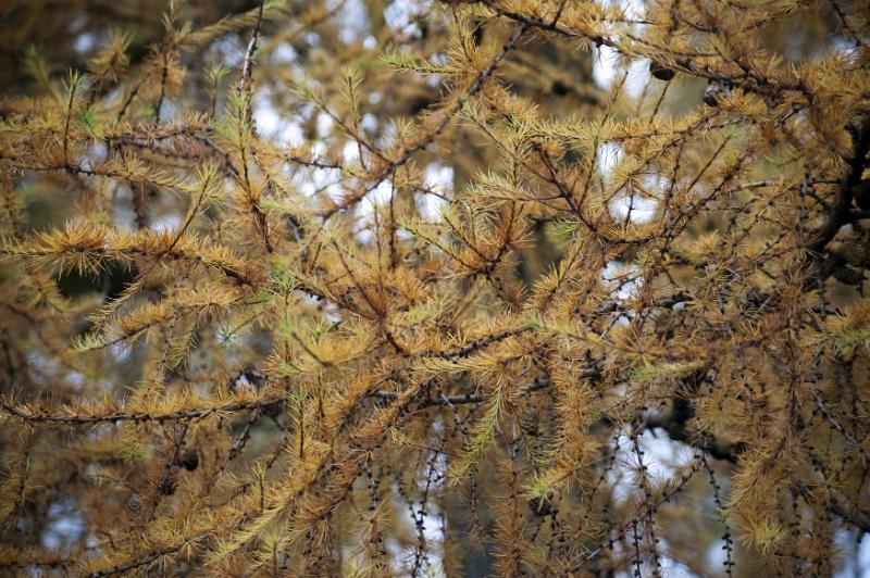 Free Stock Photo: close up on a larch branch with golden yellow autumn needles