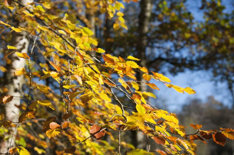 Free Stock Photo: Colorful yellow autumn or fall leaves on a beech tree, close up view symbolic of the changing seasons and life cycles in nature