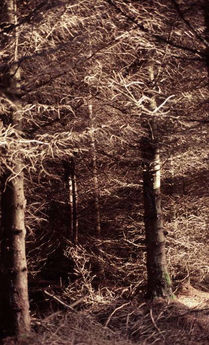 Free Stock Photo: Sepia Image of Coniferous Evergreen Trees in Dense Forest