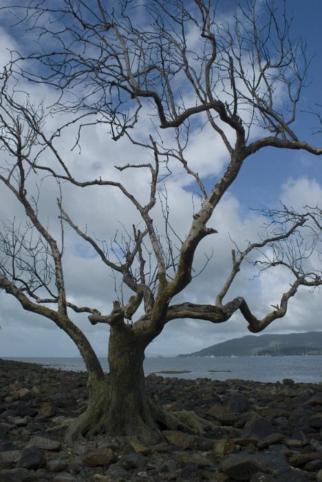 Free Stock Photo: a moody low key image of a dead tree