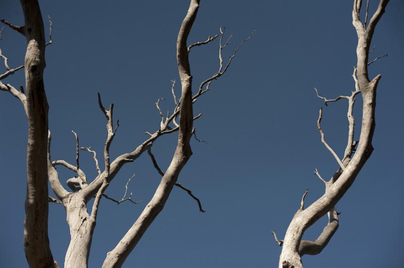 Free Stock Photo: Dead tree branches against a clear sunny blue sky showing the life cycle of plants in nature