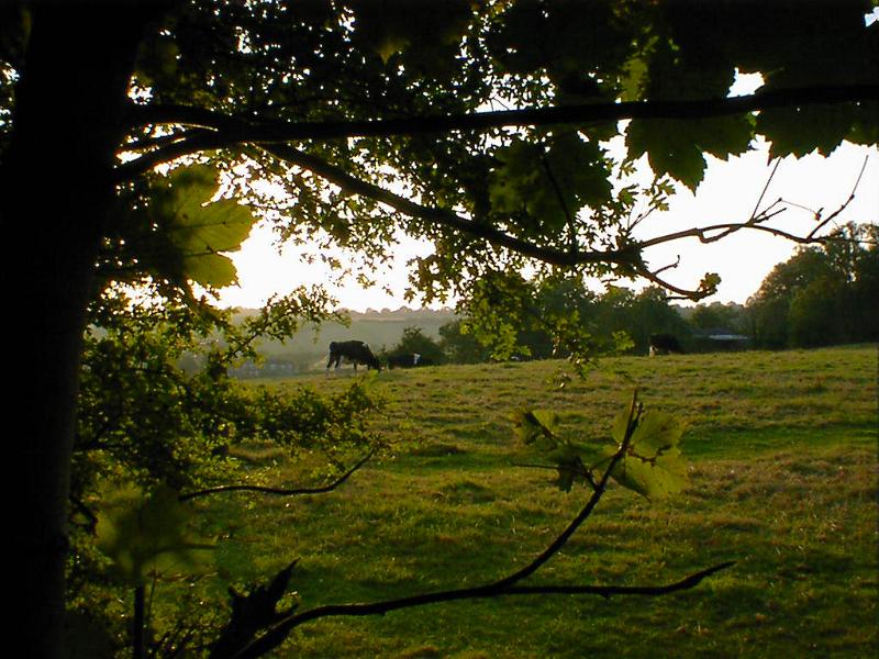 Free Stock Photo: View of Single Cow Grazing in Rural Country Field Through Branches of Lush Green Tree with Farm in Background