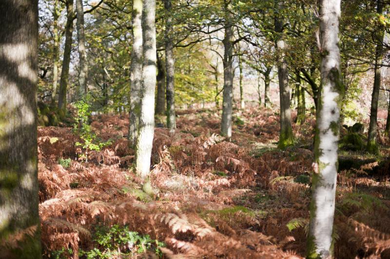 Free Stock Photo: Forest glade with bracken growing between the tree trunks in soft dappled light in a scenic landscape