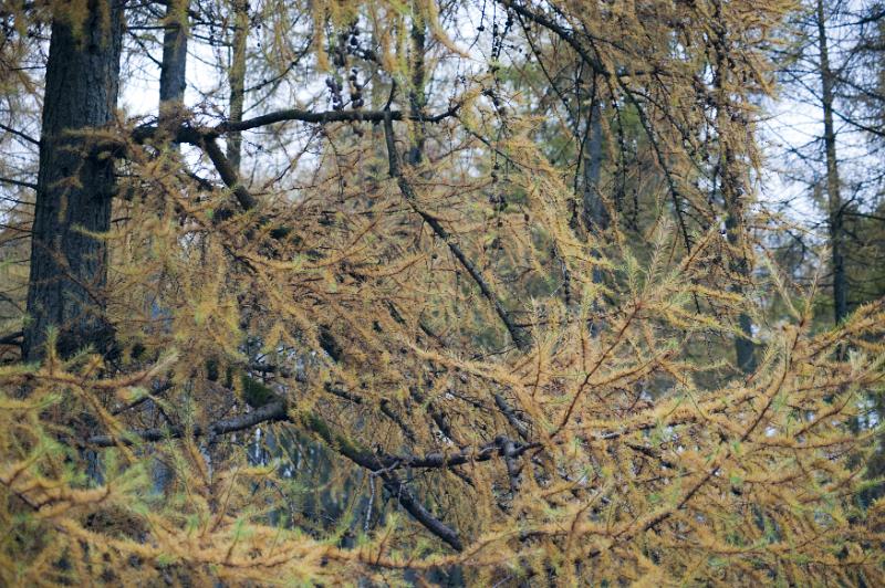 Free Stock Photo: autumn coloured larch needles in a woodland