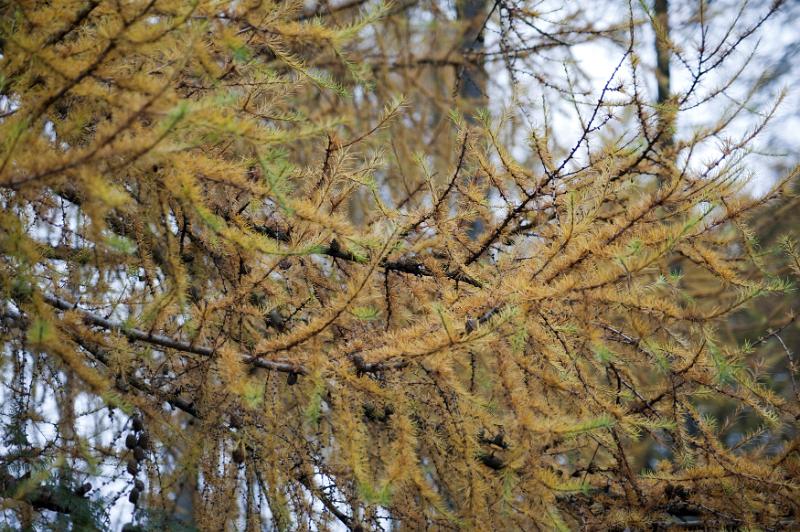 Free Stock Photo: yellow coloured larch needles in autumn