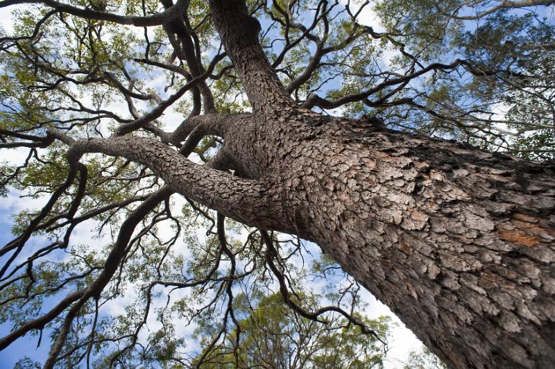Free Stock Photo: Looking up the trunk with its covering of rough bark into the leafy green canopy of a large tree against a cloudy blue sky