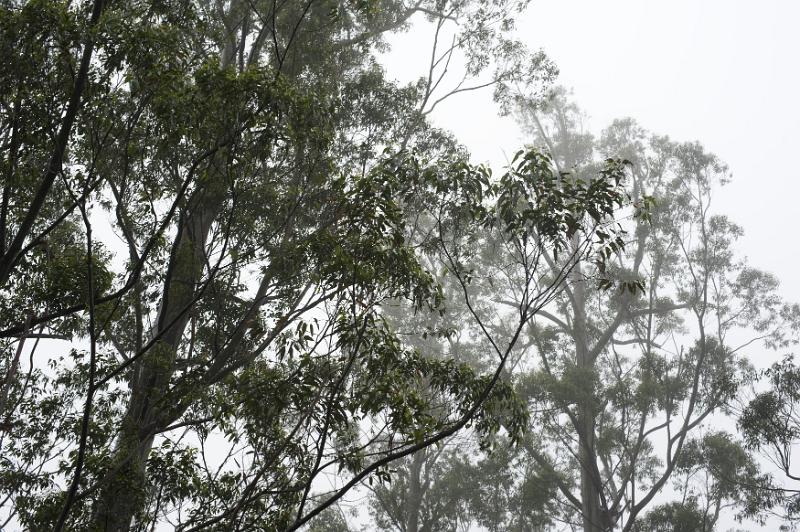 Free Stock Photo: looking up a trees on a misty day