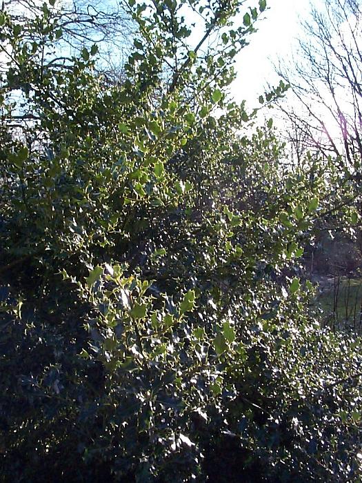 Free Stock Photo: Close up of the shiny green leaves of a holly tree in bright sunlight
