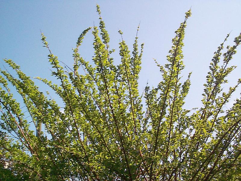Free Stock Photo: fronds of a green shrub pictured against a blue sky