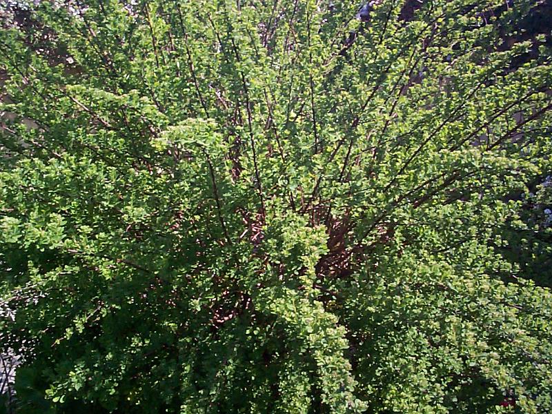 Free Stock Photo: green fronds on a garden shrub