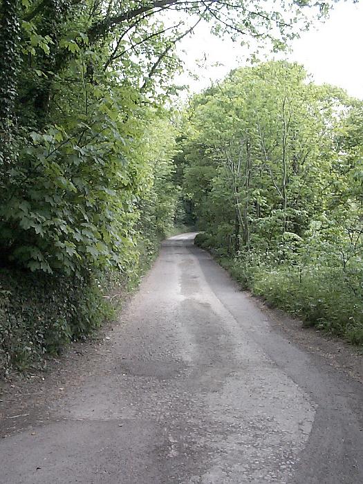 Free Stock Photo: Rural Country Road Leading Away Through Lush Green Forest Trees with Far Off Curve to the Right