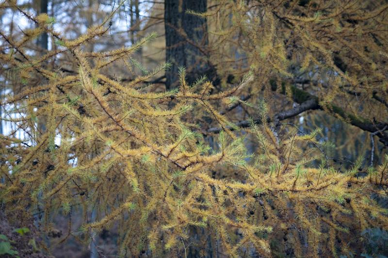 Free Stock Photo: Golden brown coloured needles growing on a Larch tree in Autumn