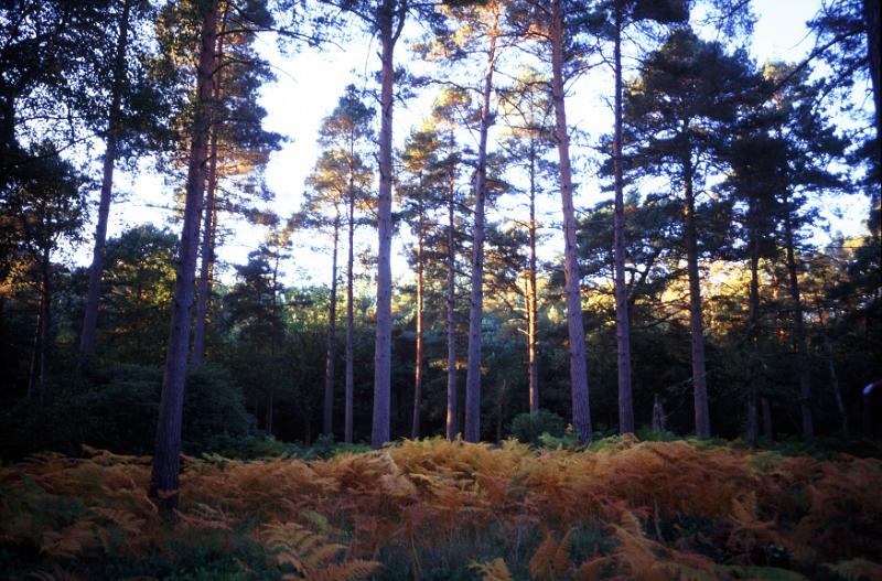 Free Stock Photo: last light of day in a pine woodland with side light on the trees and shade on the forest floor
