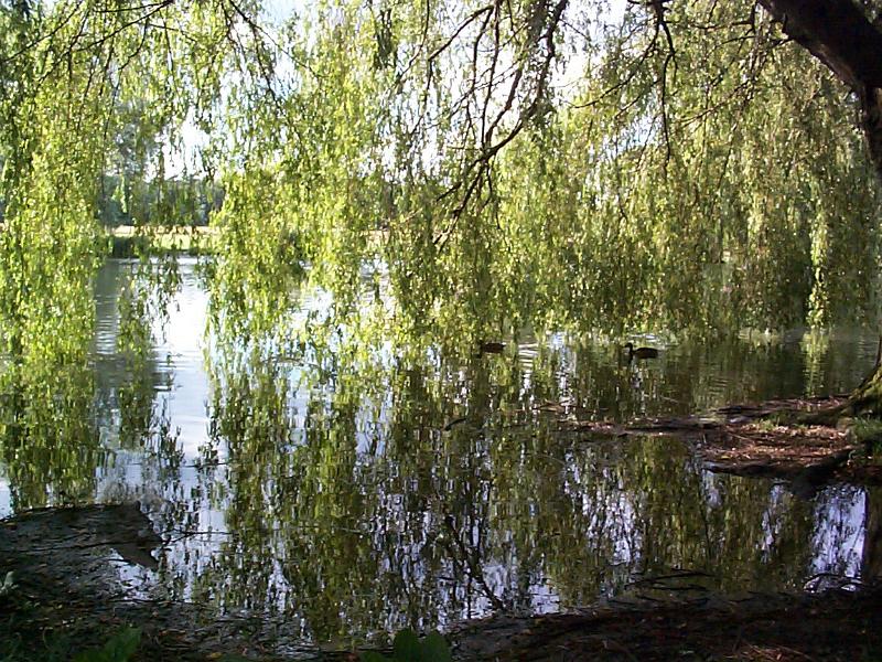 Free Stock Photo: Graceful weeping willow tree reflected in a tranquil pond in a rural landscape in a scenic nature background