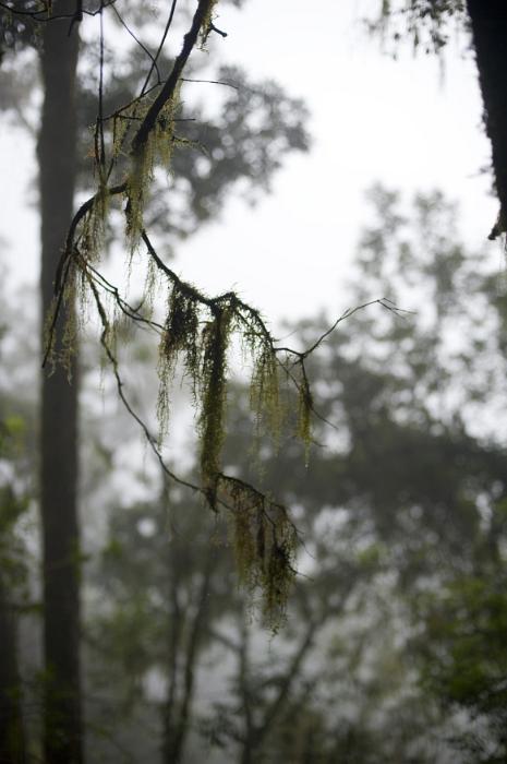 Free Stock Photo: Tree branch with Beard Lichens hanging from it with defocused trees in the background