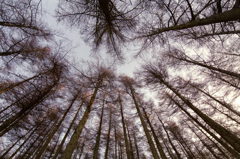 Free Stock Photo: Low Angle View of Tall Bare Forest Trees Towering Above Toward Cloudy Sky