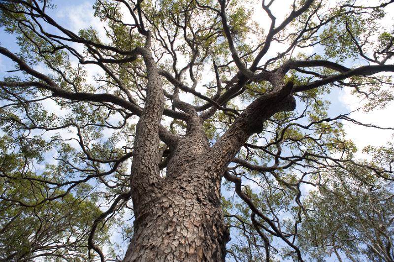 Free Stock Photo: a winter view of a mature copper beech tree without leaves