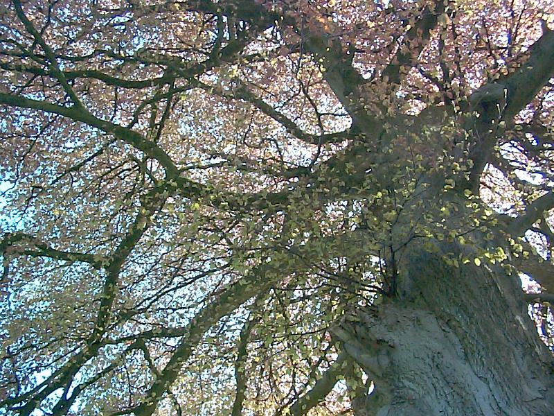 Free Stock Photo: Looking up a the limbs and branches of a beech tree in winter