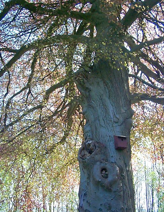 Free Stock Photo: a large mature copper beach with a nesting box on the trunk