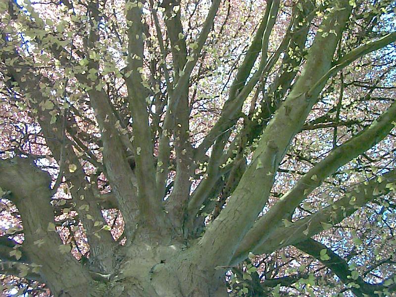 Free Stock Photo: Low angle view of strong cherry blossom tree branches