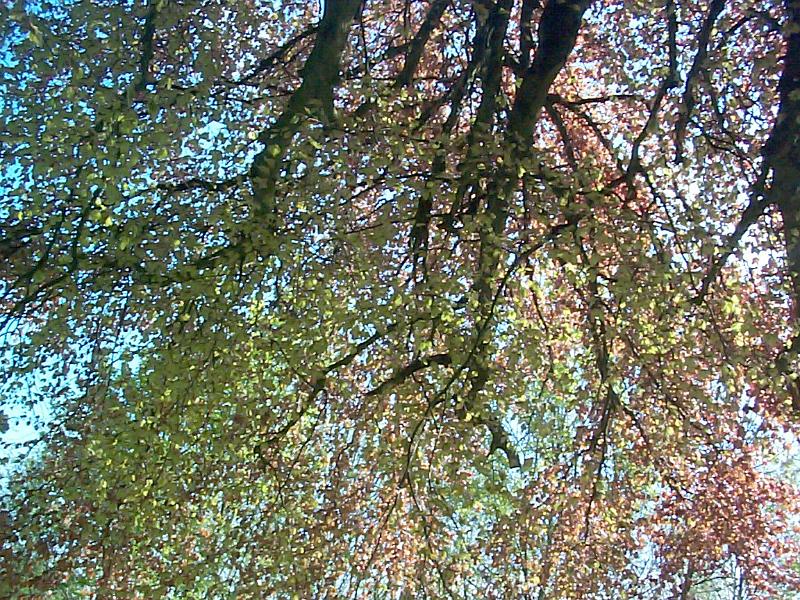Free Stock Photo: a low angle view of branches on a mature beech tree