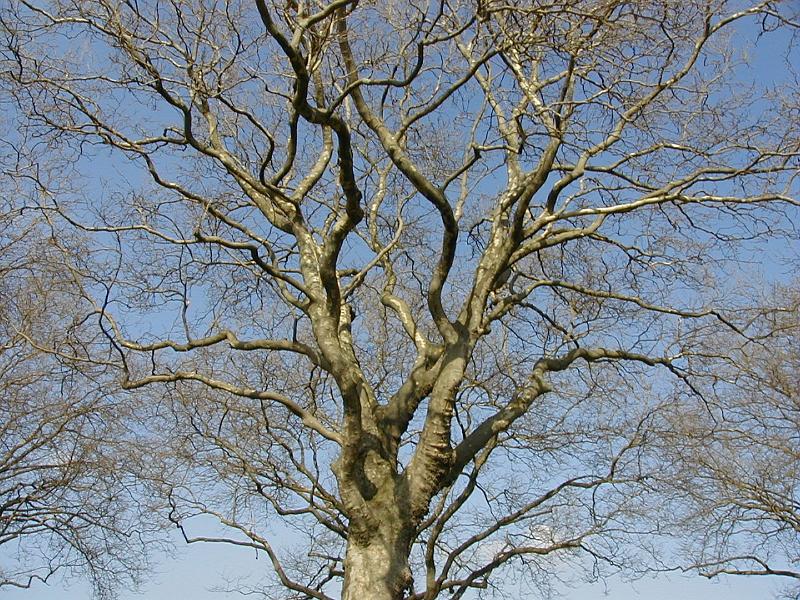 Free Stock Photo: a grand old tree with no leaves against a clear blue winter sky