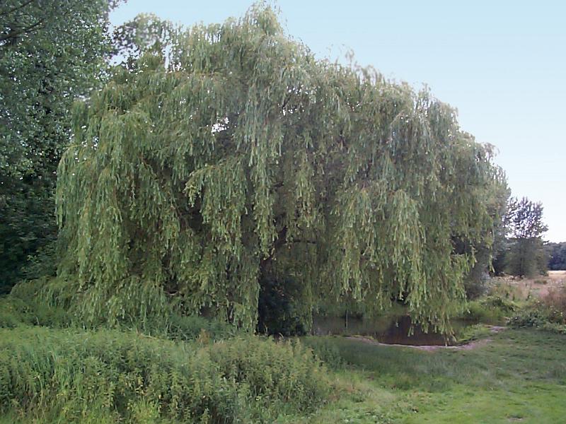 Free Stock Photo: Large weeping willow tree on the banks of a small stream with grassy banks and reeds meandering through countryside