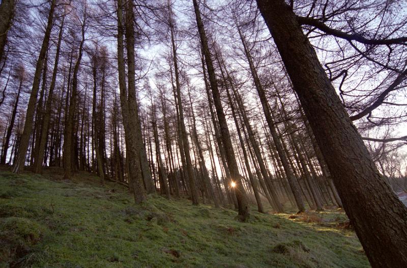 Free Stock Photo: early morning sun peeking though a grove of tall pine trees