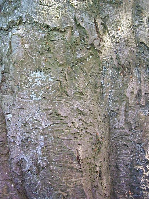 Free Stock Photo: bark on the trunk of a large beech tree