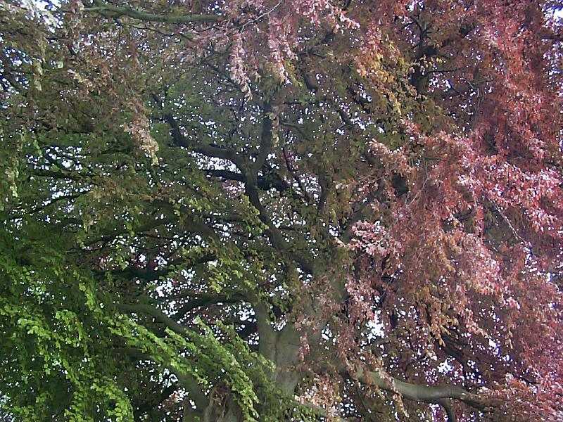 Free Stock Photo: Full frame low angle view of tree branches with green and pink leaves